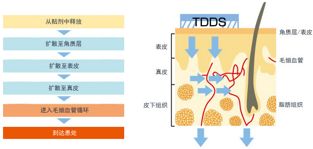 从贴剂中释放 扩散至角质层 扩散至表皮 扩散至真皮 进入毛细血管循环 到达患处 TDDS